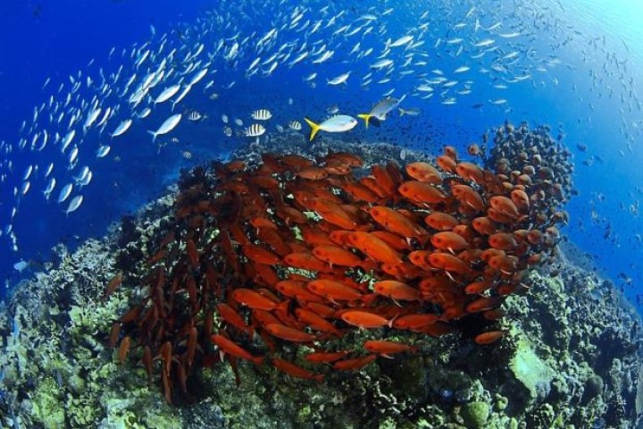 Rising carbon emissions could kill off vital corals by 2100, study warns